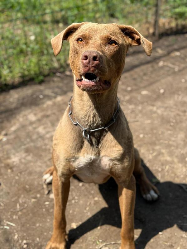 Zoro_Splendido Pitbull Red Nose Foto 3